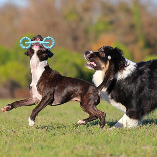 jouet chien indestructible