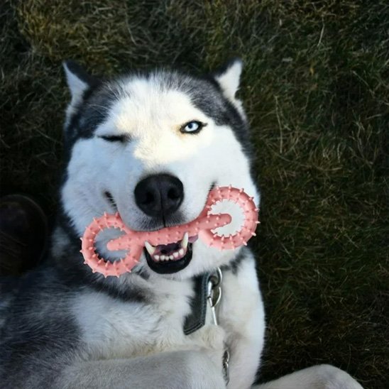 jouet chien indestructible