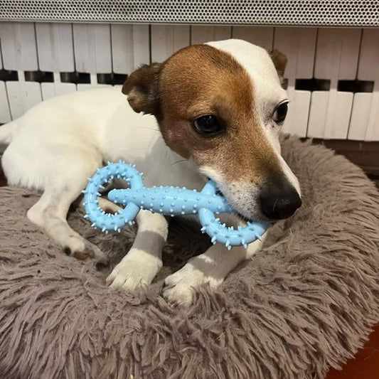 jouet chien indestructible