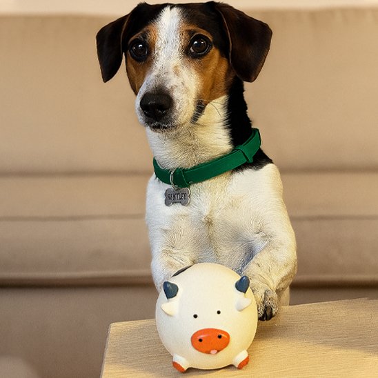 Jouet pour chien​